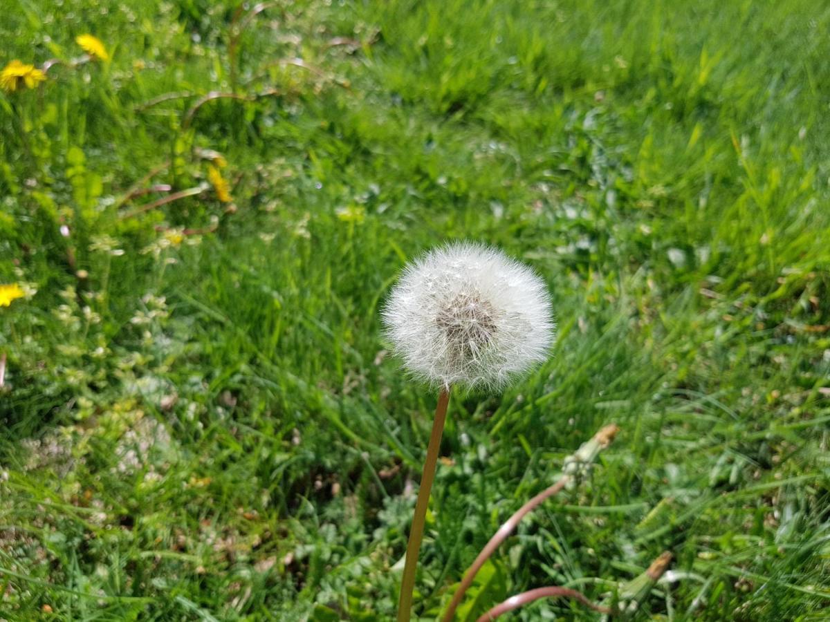 Santuari De La Salut De Sant Felíu de Pallarols Exteriör bild